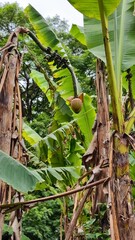 Banana fruits growing on the tree in natural area