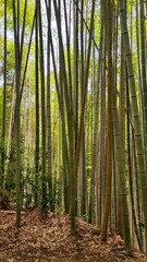 Japanese Bamboo Grove Photo
