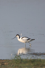 Kılıçgaga » Pied Avocet » Recurvirostra avosetta