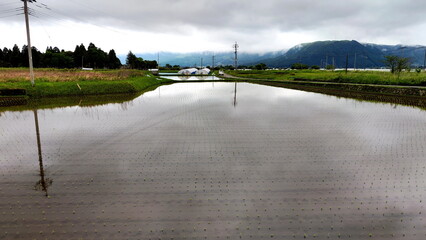 Flooded Rice Field in Japanese village.
