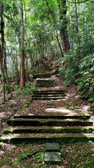 Old stone stairs goes through the forest