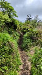 Trail goes up to the hill through bushes and grass