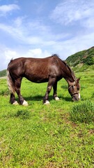 Horse eating grass at the beautiful green field