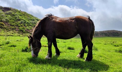 Horse eating grass at the beautiful green field