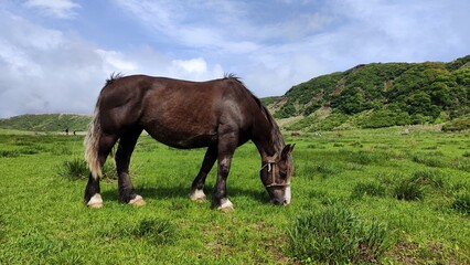 Horse eating grass at the beautiful green field