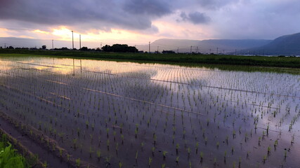 Flooded Rice Fields in Sunset lights Photo