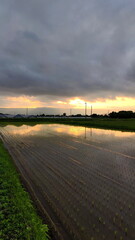 Flooded Rice Fields in Sunset lights Photo