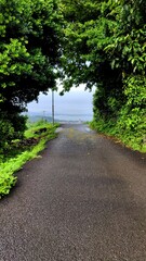 Road passes through an alley of green trees. Daytime Photo