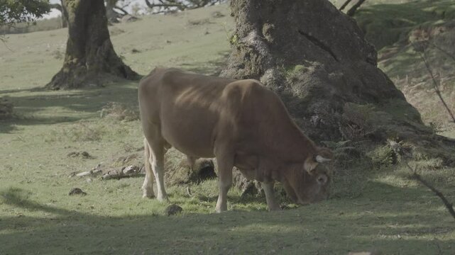 Lone cow grazes on sunny green meadow near ancient laurel tree in Madeira forest (SLOG3)