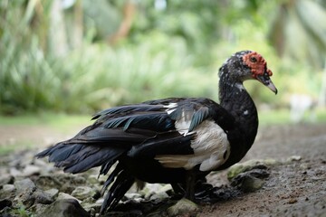 Old Female Muscovy Duck