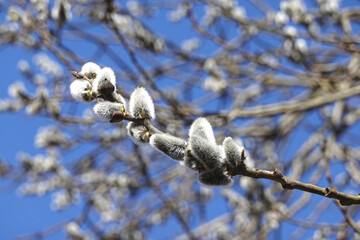 Pussy willow branches with young bushy sprouts blossom against clear blue sky in spring horizontal view close up