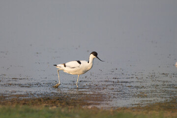 Kılıçgaga » Pied Avocet » Recurvirostra avosetta