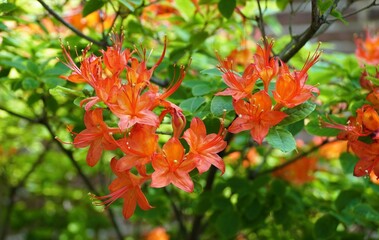 Closeup of Rhododendron Northern Lights hybrid Lemon Lights at full bloom