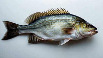 Naklejka premium Freshwater fish species with a streamlined body, fins, and distinctive markings.