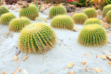 Barrel Fishhook golden cactus patch in soft sand with rocks in desert style xeriscaped roadside, San Diego, California