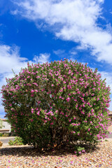 Blue sky with puffy cotton-like white cumulus clouds above blooming Leucophyllum Frutescens also known as Texas Sage, Phoenix, Arizona in spring