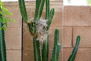 Auriparus flaviceps, also known as Verdin, perched at entrance to its breeding nest set between Cereus Cactus Branches
