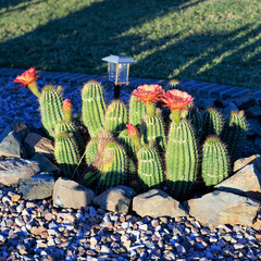Blooming Hedgehog cacti, Echinocereus, at xeriscaped desert style patch next to a green grass lawn in Phoenix, AZ