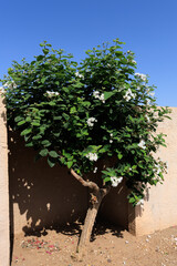 Anacahuita tree (also known as Cordia Boissieri, White Cordia, Mexican olive, Texas wild olive) flowering during Arizona spring