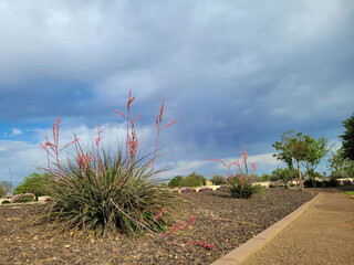 Desert style xeriscaping with red yucca and gravel along Arizona city roads