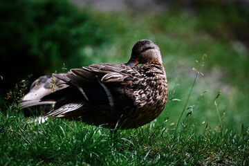 duck in the grass