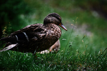 duck in the grass
