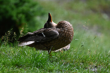 duck in the grass