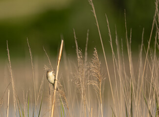 rokatniczka © Felicjan