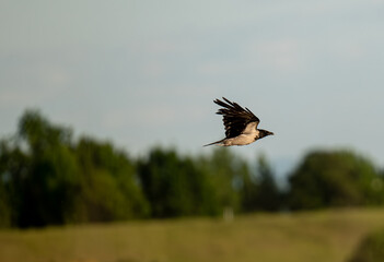 sroka w locie © Felicjan