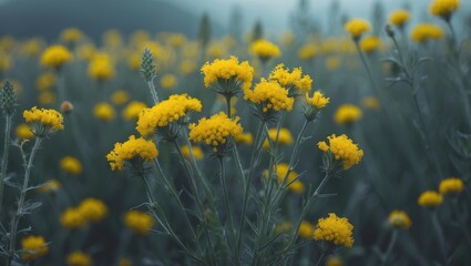 Fototapeta premium Bright yellow flowers in a meadow with a blurred background, showcasing vibrant plant life and natural beauty.