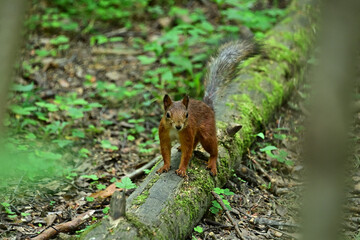 squirrel in the park