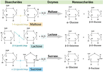 Digestive Enzyme Action on Disaccharides – Conversion of Maltose, Lactose, and Sucrose into Simple Sugars by Maltase, Sucrase, and Lactase Medical and Biochemistry Vector Illustration