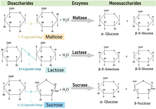 Digestive Enzyme Action on Disaccharides &ndash; Conversion of Maltose, Lactose, and Sucrose into Simple Sugars by Maltase, Sucrase, and Lactase Medical and Biochemistry Vector Illustration