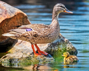 Mallard Hen with Duckling