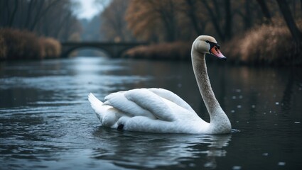 A swan swimming on a river with trees along the banks during autumn. Nature and wildlife scene. Peaceful and serene environment.