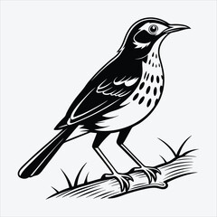 Naklejka premium Antpitta line art White background illustration Generative Ai.