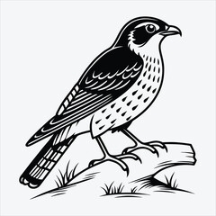 Fototapeta premium Antpitta line art White background illustration Generative Ai.