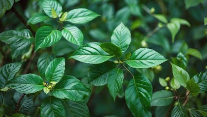 Green leaves with a glossy surface and prominent veins.