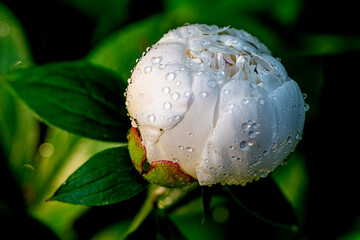 Closeup of beautiful white Chinese Peony flower buds decorated with morning dew drops