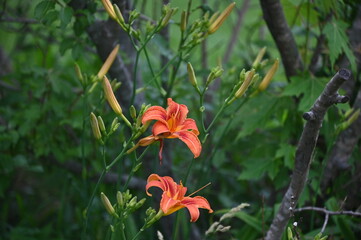 Orange Daylily Flower Bloom