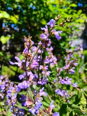 Blue Salvia blooming flower closeup in herb garden. Purple medicinal sage plant called salvia macro photo.. 