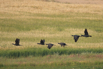 Karabatak » Great Cormorant » Phalacrocorax carbo
