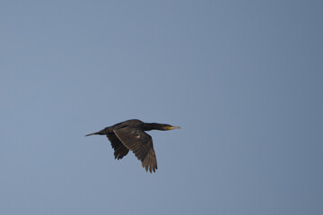 Karabatak » Great Cormorant » Phalacrocorax carbo
