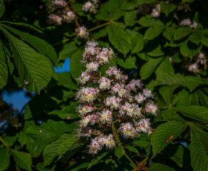 Summer fresh morning view for bloom of chestnut big tree with blue heaven