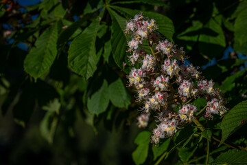 Summer fresh morning view for bloom of chestnut big tree with blue heaven