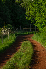 Summer hot morning with green meadows and forests in Sumava mountains