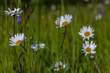 Summer hot morning with green meadows and forests in Sumava mountains