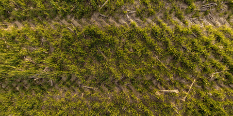top view of gravel road surface and grass shoulder