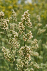 Lady grass (Latin Phalaris arundinacea) blooms in the meadow. Inflorescences of the lady grass against the background of yellow inflorescences of the Barbarea vulgaris.