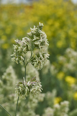 Lady grass (Latin Phalaris arundinacea) blooms in the meadow. Inflorescences of the lady grass against the background of yellow inflorescences of the Barbarea vulgaris.